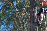 Tree Lopping Brisbane image 1